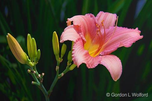 Pink & Yellow Lily_05438.jpg - Photographed at Buckhorn, Ontario, Canada.